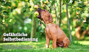 Read more about the article Interview im Magazin Tierwelt zum Thema ‹Obstgarten – Selbstbedienung für Hunde› September 2021